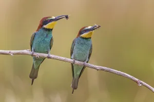 European Bee Eater Mating Prints: Bee-eater (Merops apiaster) pair