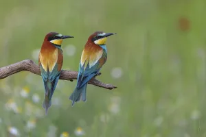 Natural Preserve Prints: Bee-eater, (Merops apiaster), pair