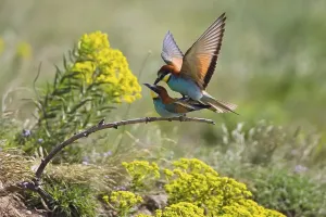 European Bee Eater Mating Prints: Bee-eater (Merops apiaster), pair mating