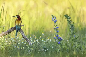 Wildflowers In Meadow Prints: Bee-eater, (Merops apiaster), perch