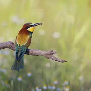 Flower Meadow Wildlife Prints: Bee-eater, (Merops apiaster), perch