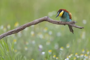 Wildlife Conservation Area Europe Prints: Bee-eater, (Merops apiaster), perch