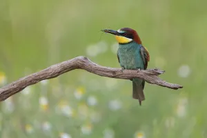 Birds In Wild Nature Prints: Bee-eater, (Merops apiaster), perch