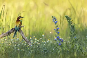 Wildflowers In Europe Prints: Bee-eater, (Merops apiaster), perch