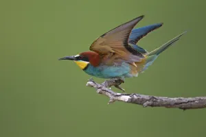 Wildlife In Bulgaria Prints: Bee-eater (Merops apiaster) preparing to take off