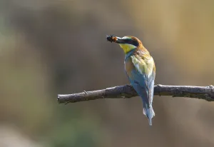 Rock Cliff Landscape Prints: Bee-eater - Roller (Merops apiaster)