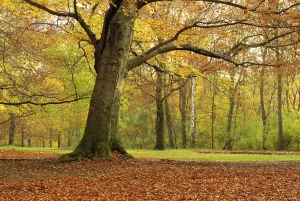 Common Beech Tree Trunk Prints: Beech, beech