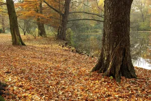 Autumn Leaf Coloration Prints: Beech, beech