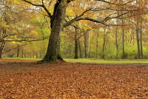 Beech Tree Trunk Prints: Beech, beech