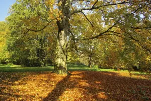 Atmospheric Landscapes Prints: Beech, beech