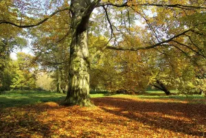 Autumn Leaf Color Prints: Beech, beech