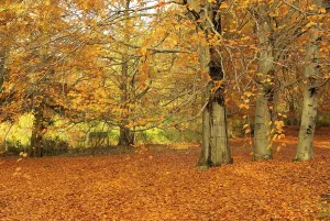 Beech Tree Branches Prints: Beech, beech