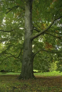 Beech Tree Leaf Prints: Beech, beech