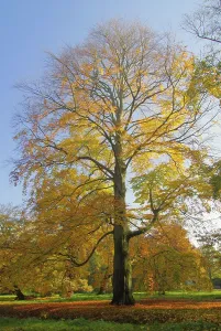Autumn Foliage Colouring Prints: Beech, beech