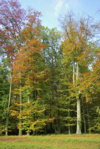 Common Beech Trees Prints: Beech, beech