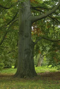Autumn Leaf Colors Prints: Beech, beech