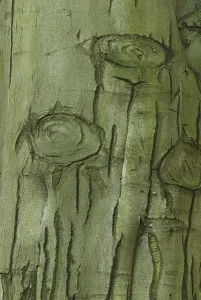 Beech Tree Prints: Beech, beech
