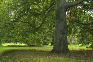 Beech Tree Leaf Prints: Beech, beech