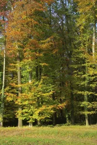 Autumn Colour Prints: Beech, beech