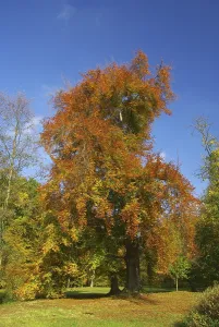 Autumn Leaf Colors Prints: Beech, beech