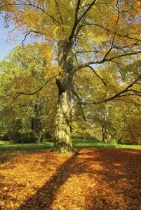 Beech Tree Leaf Prints: Beech, beech