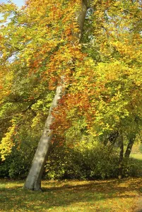 Beech Tree Prints: Beech, beech