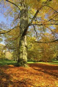 Beech Tree Leaf Prints: Beech, beech