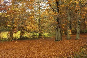 Beech Tree Branches Prints: Beech, beech