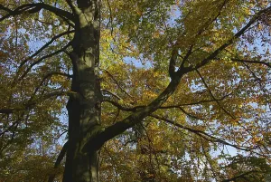 Beech Leaves Prints: Beech, beech