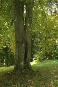 Beech Tree Branches Prints: Beech, beech
