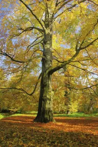 Autumn Leaf Color Prints: Beech, beech