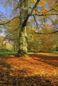 Beech Tree Leaf Prints: Beech, beech