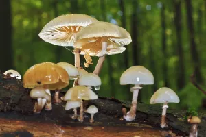 Porcelain Fungus Species Prints: Beech ringworm on dead beech trunk