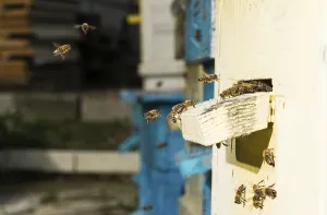 Ecofriendly Agriculture Prints: Bees entering the hive. White beehive