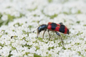 Hymenoptera Insects Photos Prints: Beewolf (Trichodes apiarius)