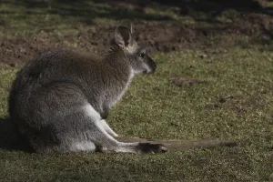 Marsupial Animals Prints: Bennett kangaroo