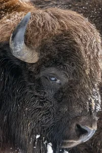 European Wildlife Portraits Prints: Bison, Portrait, Volcanic Eifel