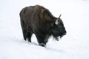 Bison In Winter Prints: Bison in winter, with closed snow cover
