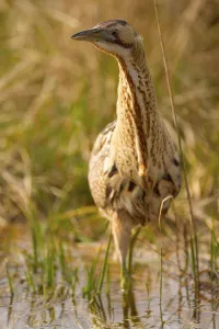 Bittern Bird Prints: Bittern