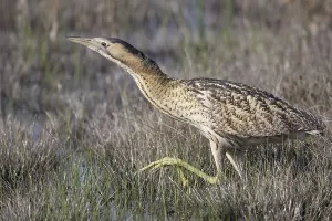 Deserted Wetlands Scene Prints: Bittern (Botaurus stellaris)