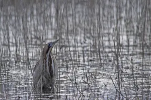 Eurasian Bittern Habitat Prints: Bittern (Botaurus stellaris)