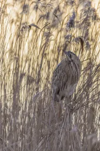 Bittern Bird Prints: Bittern (Botaurus stellaris)