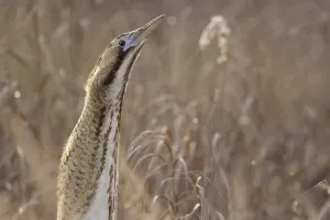 Bird Wildlife Photography Tips Prints: Bittern (Botaurus stellaris)