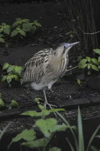 Waterfowl Wildlife Prints: Bittern (Botaurus stellaris)