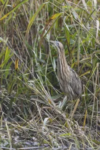 Eurasian Bittern Habitat Prints: Bittern (Botaurus stellaris)