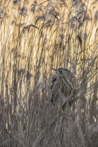 Sunrise Wildlife Photography Prints: Bittern (Botaurus stellaris)