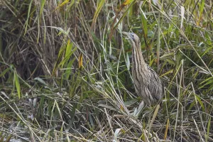 Bittern Bird Prints: Bittern (Botaurus stellaris)