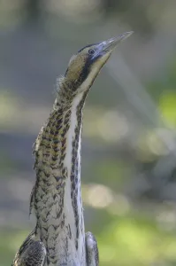 Bittern Bird Prints: Bittern (Botaurus stellaris)