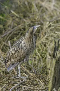 Bittern Bird Prints: Bittern (Botaurus stellaris)