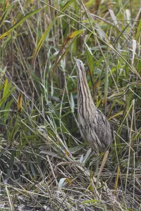 Eurasian Bittern Habitat Prints: Bittern (Botaurus stellaris)